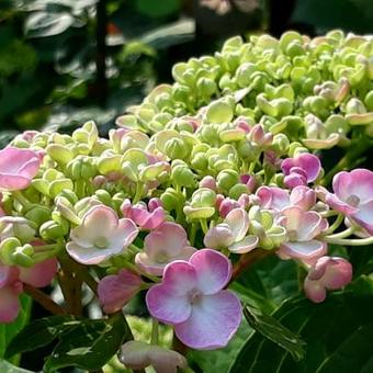 Hydrangea macrophylla 'Ayesha'