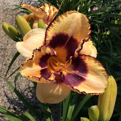 Hemerocallis 'Good Old Boy' - 