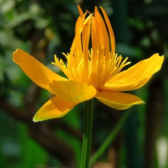 Trollius chinensis 'Golden Queen'