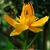 Trollius chinensis 'Golden Queen'