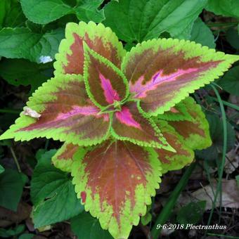 Plectranthus scutellarioides