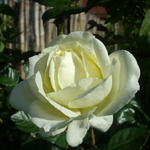 Rosa 'Elfe' - 