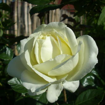 Rosa 'Elfe'