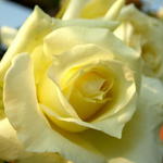 Rosa 'Elfe' - 