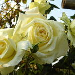 Rosa 'Elfe' - 