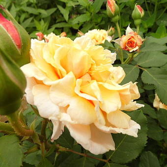 Rosa 'Caramella'