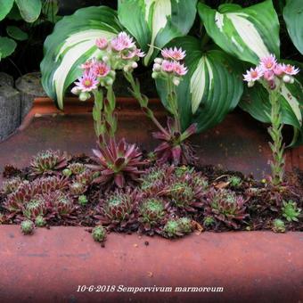 Sempervivum marmoreum