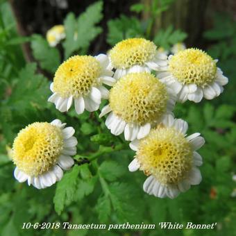 Tanacetum parthenium 'White Bonnet'