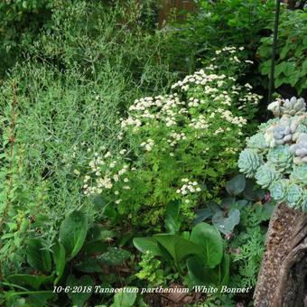 Tanacetum parthenium 'White Bonnet'