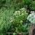 Tanacetum parthenium 'White Bonnet'