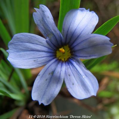 Sisyrinchium 'Devon Skies' - 