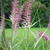 Pennisetum orientale 'Flamingo'