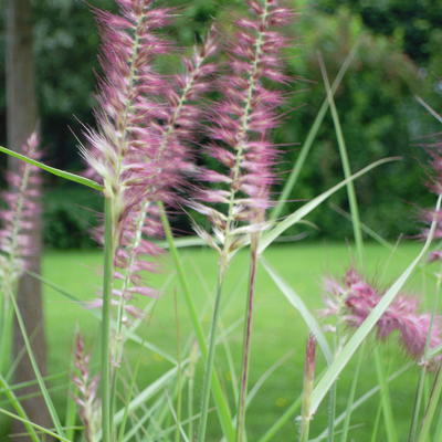 Pennisetum orientale 'Flamingo'