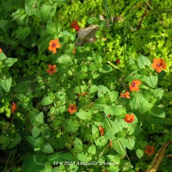 Anagallis arvensis