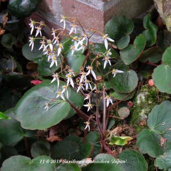 Saxifraga stolonifera 'Japon'