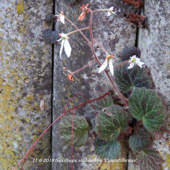 Saxifraga stolonifera 'Cuscutiformis'