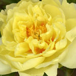 Paeonia itoh 'Bartzella' - 