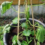 Cucumis sativus 'Rawa F1' - 