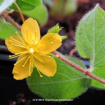 Hypericum cerastioides