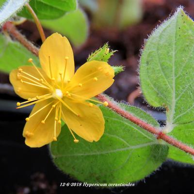 Hypericum cerastioides - 