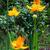 Trollius chinensis 'Golden Queen'