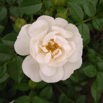 Rosa 'Bienenweide Weiss'