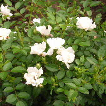 Rosa 'Bienenweide Weiss'