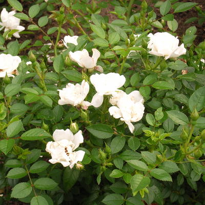 Rosa 'Bienenweide Weiss' - 