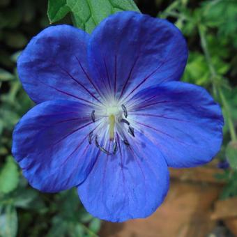 Geranium 'Brookside'