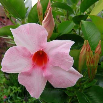 Mandevilla