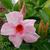 Mandevilla