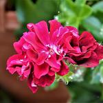 Pelargonium peltatum 'Sandra Loraine' - 