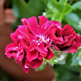 Pelargonium peltatum 'Sandra Loraine'