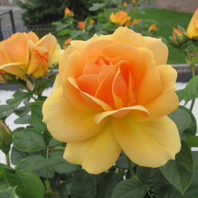 Rosa 'Lampion' - 