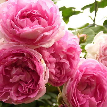 Rosa 'Jasmina'