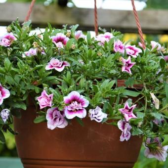 Calibrachoa 'Double Pink Tastic'