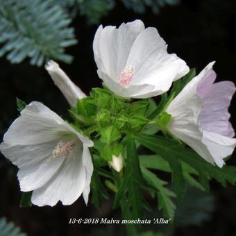 Malva moschata 'Alba'