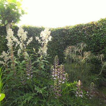 Persicaria polymorpha