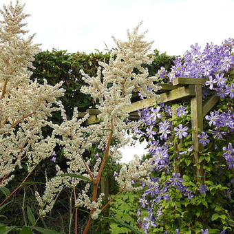 Clematis viticella 'Prince Charles'