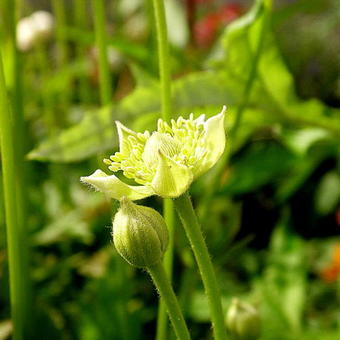 Anemone cylindrica