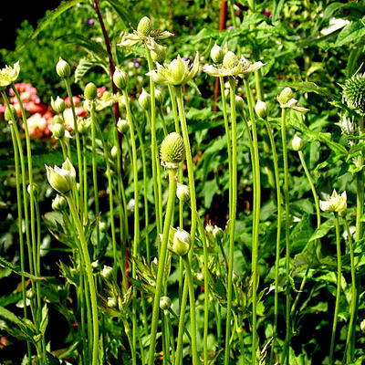 Anemone cylindrica - Prärie-Anemone - Anemone cylindrica