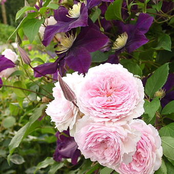 Rosa 'James Galway'