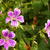 Geranium nodosum 'Whiteleaf'