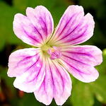 Geranium nodosum 'Whiteleaf' - 