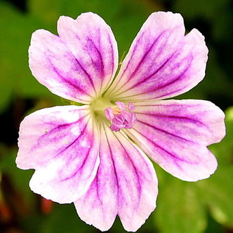 Geranium nodosum 'Whiteleaf'