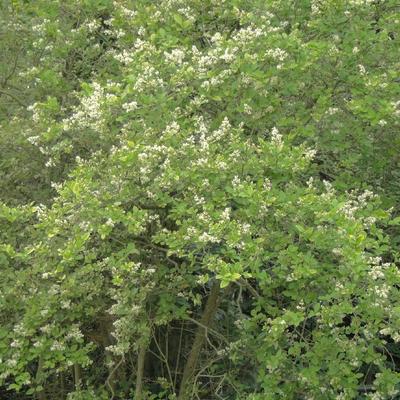 Ligustrum ovalifolium - Ovalblättriger Liguster - Ligustrum ovalifolium