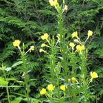 Oenothera biennis - Gemeine Nachtkerze - Oenothera biennis