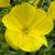 Oenothera biennis