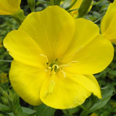 Oenothera biennis - Oenothera biennis