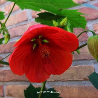 Abutilon